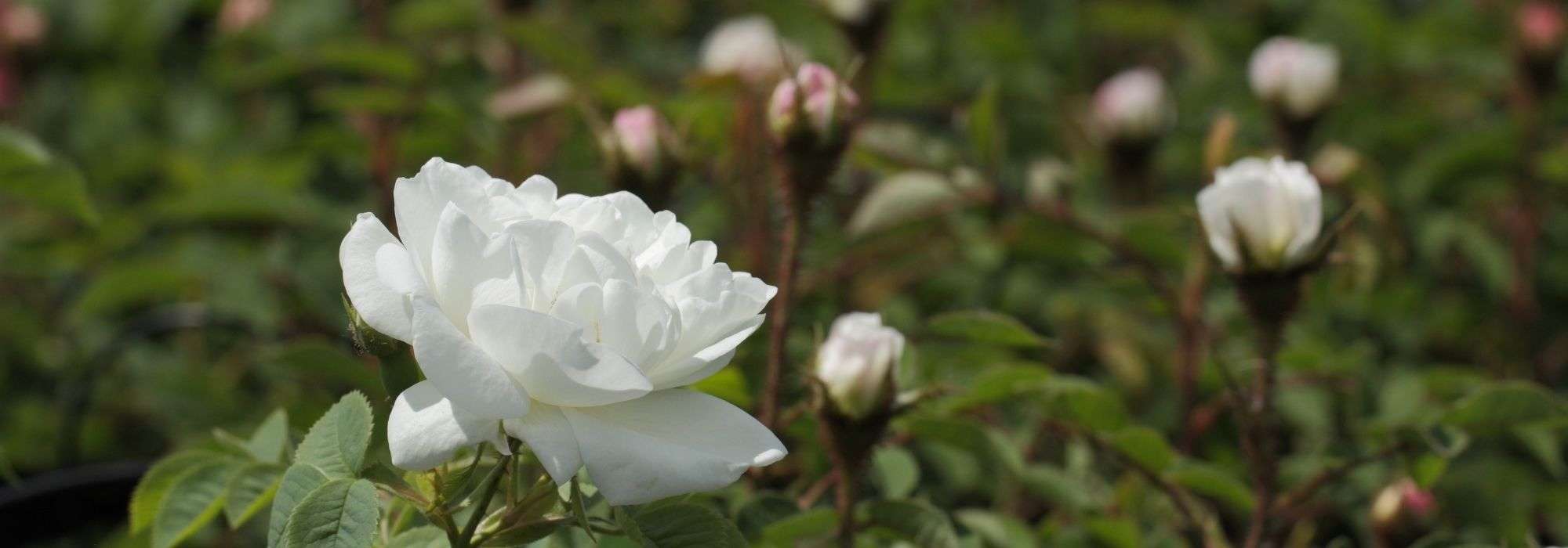 6 stark duftende weiße Rosen