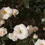 6 Bodendecker-Rosen mit weißen Blüten