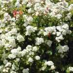10 Rambler-Rosen mit weißen Blüten