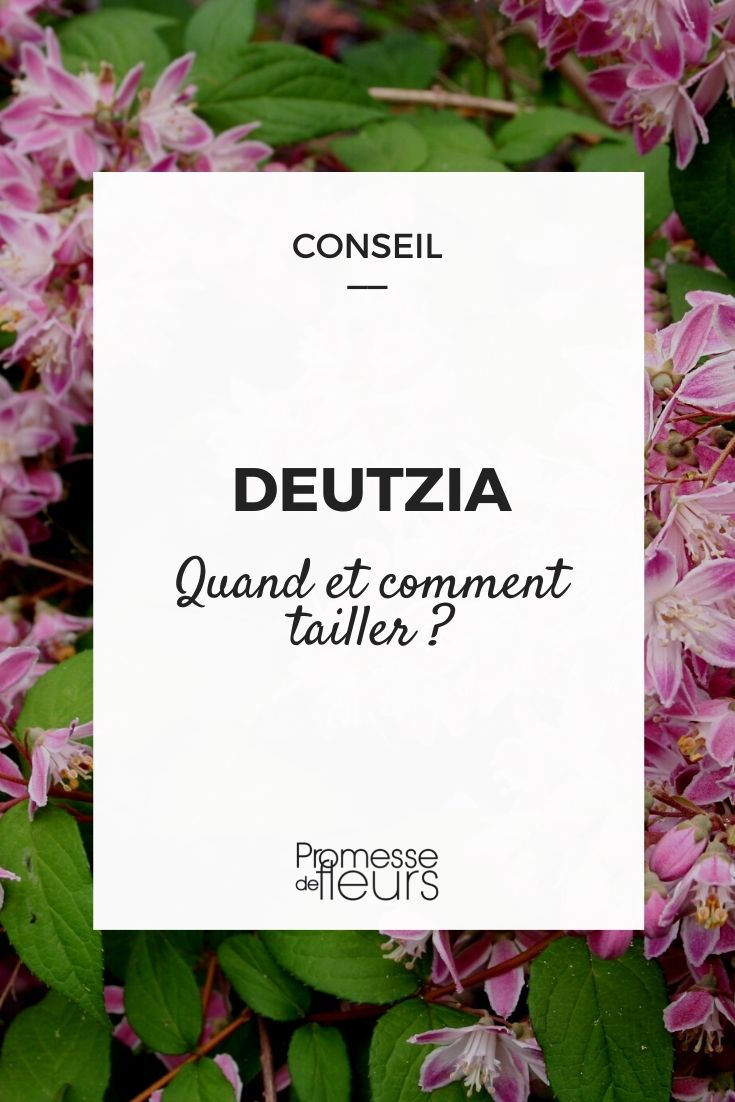 Deutzia schneiden