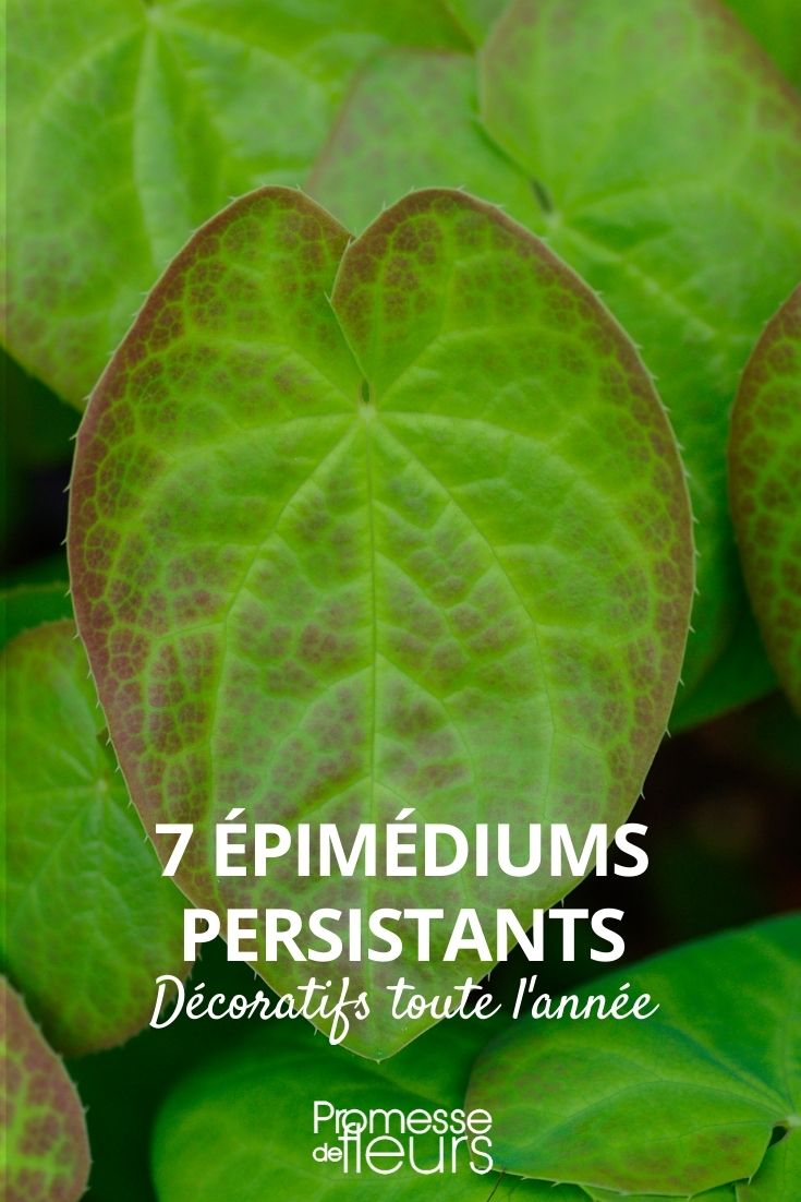 7 immergrüne Epimedium