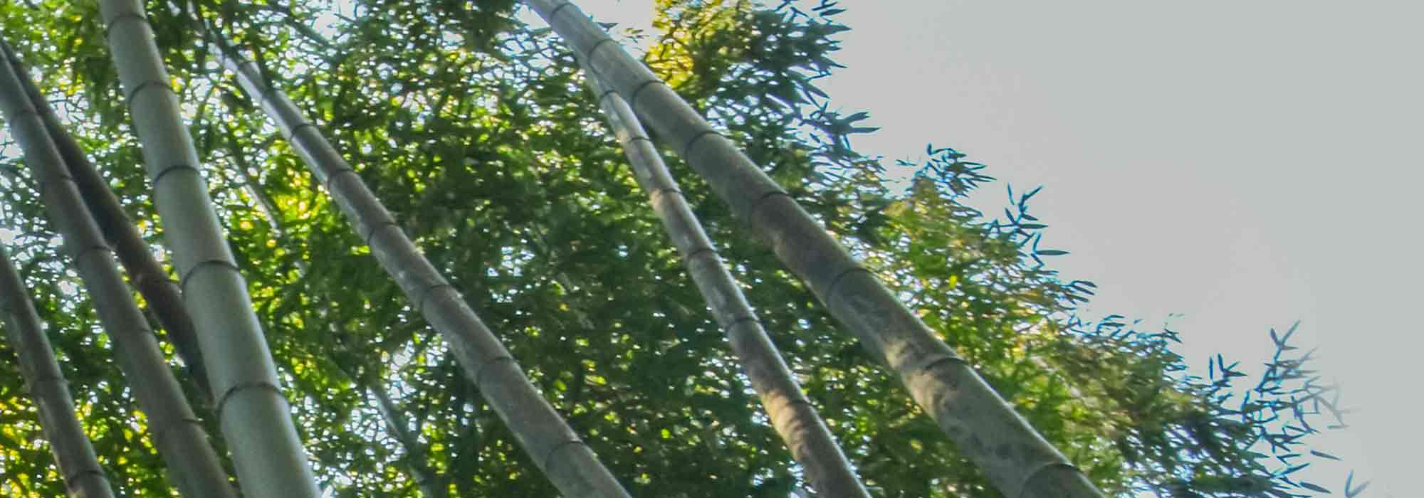 Holzbambus