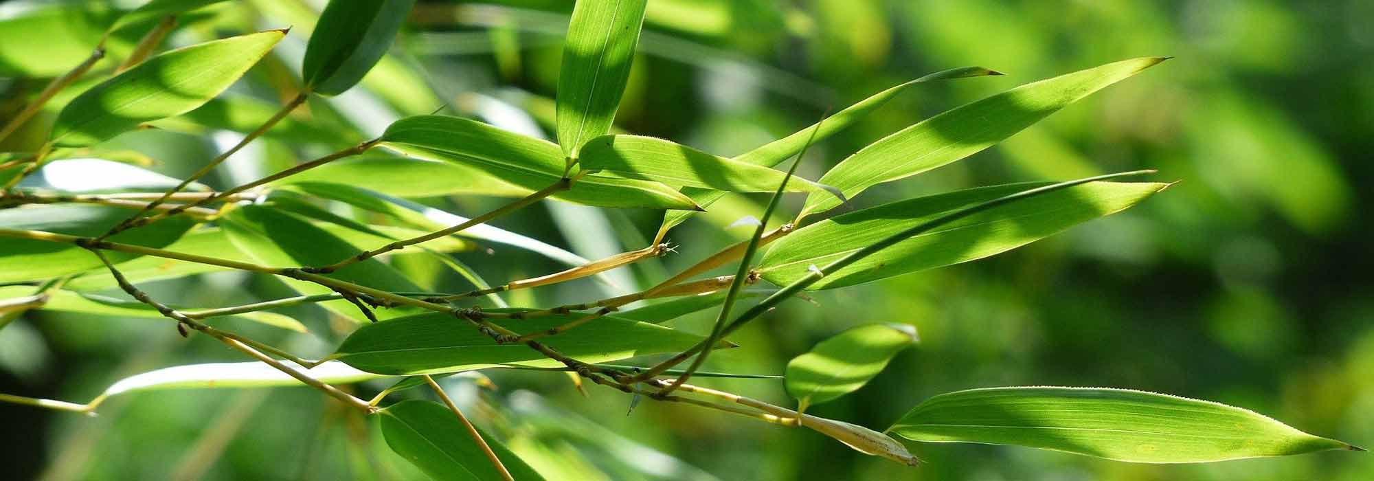 6 ausläuferbildende Bambusse