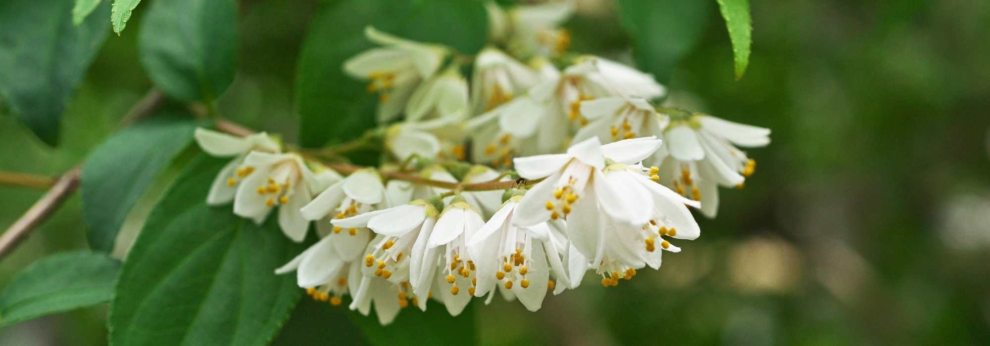 6 Deutzien mit weißen Blüten