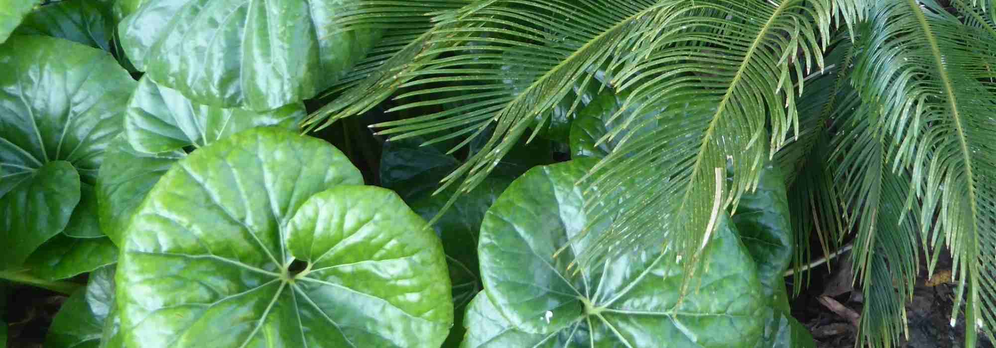 Farfugium kombinieren