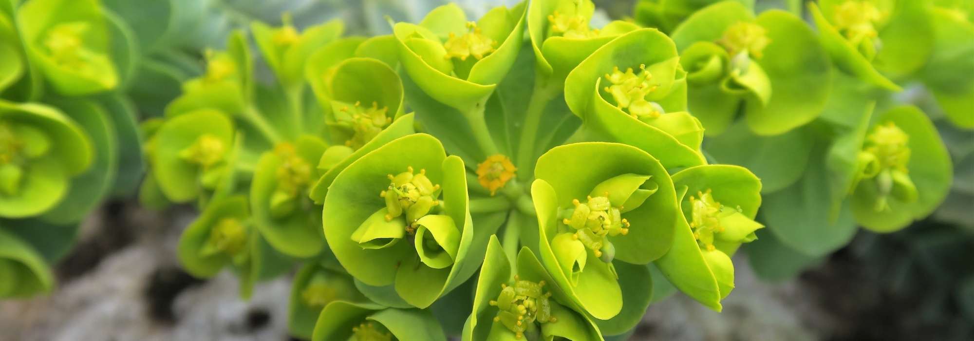 Grüne Blumen