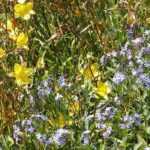 7 Taglilien für den Naturgarten