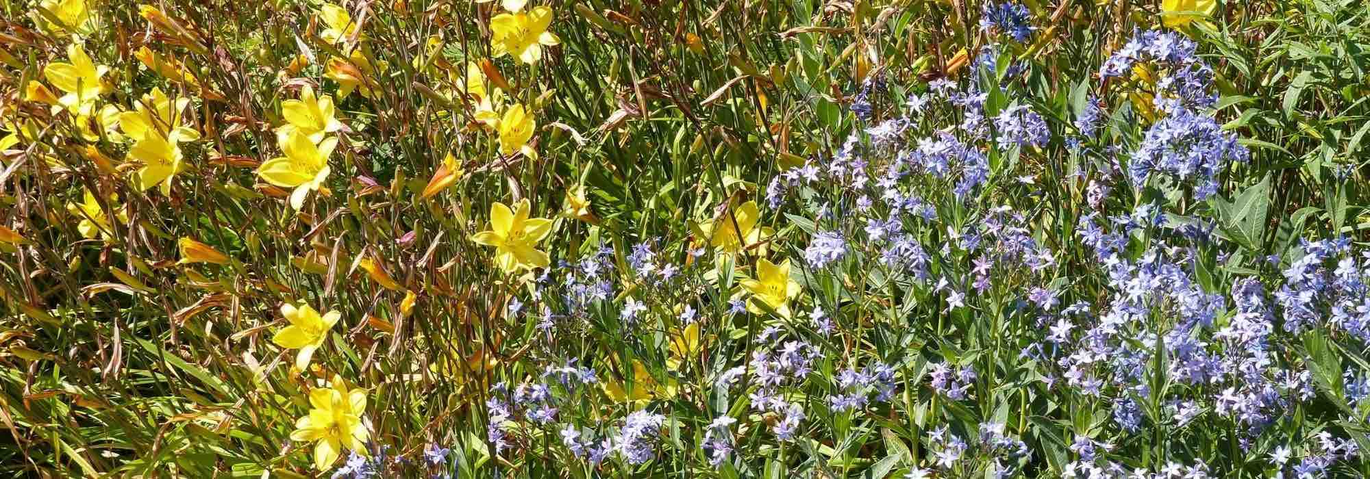 7 Taglilien für den Naturgarten