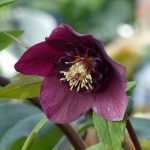 7 Christrosen mit anemonenartigen Blüten