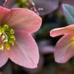 10 einfache Christrosen