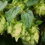 Hopfen: Wofür wird er verwendet?