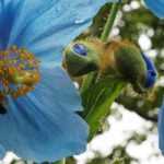 Keulenmohn: Anbau, Aussaat, Pflege