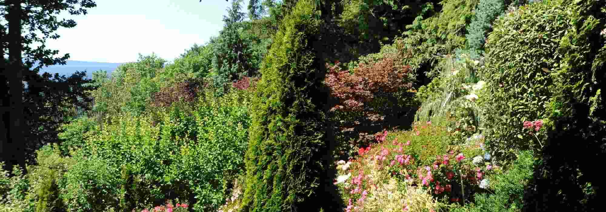 10 Nadelgehölze für einen sonnigen Garten