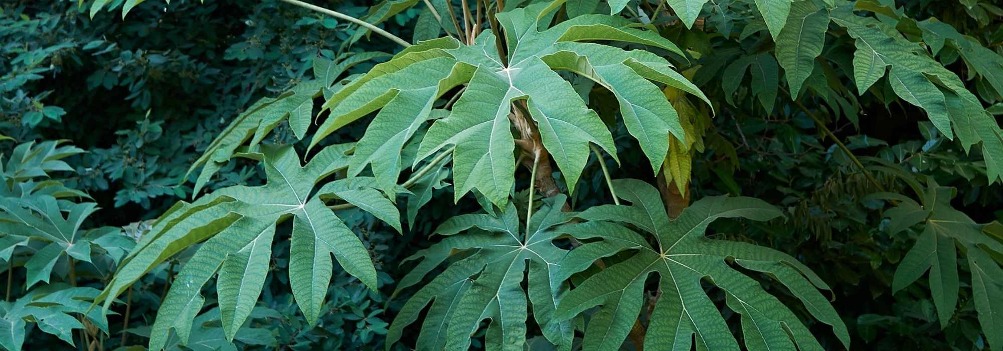 Tetrapanax, Reispapierbaum: Anbau und Pflege