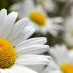 Leucanthemum kombinieren
