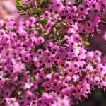 Winterheide: 5 schönste rosa Sorten