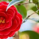 6 Kamelien mit roten Blüten