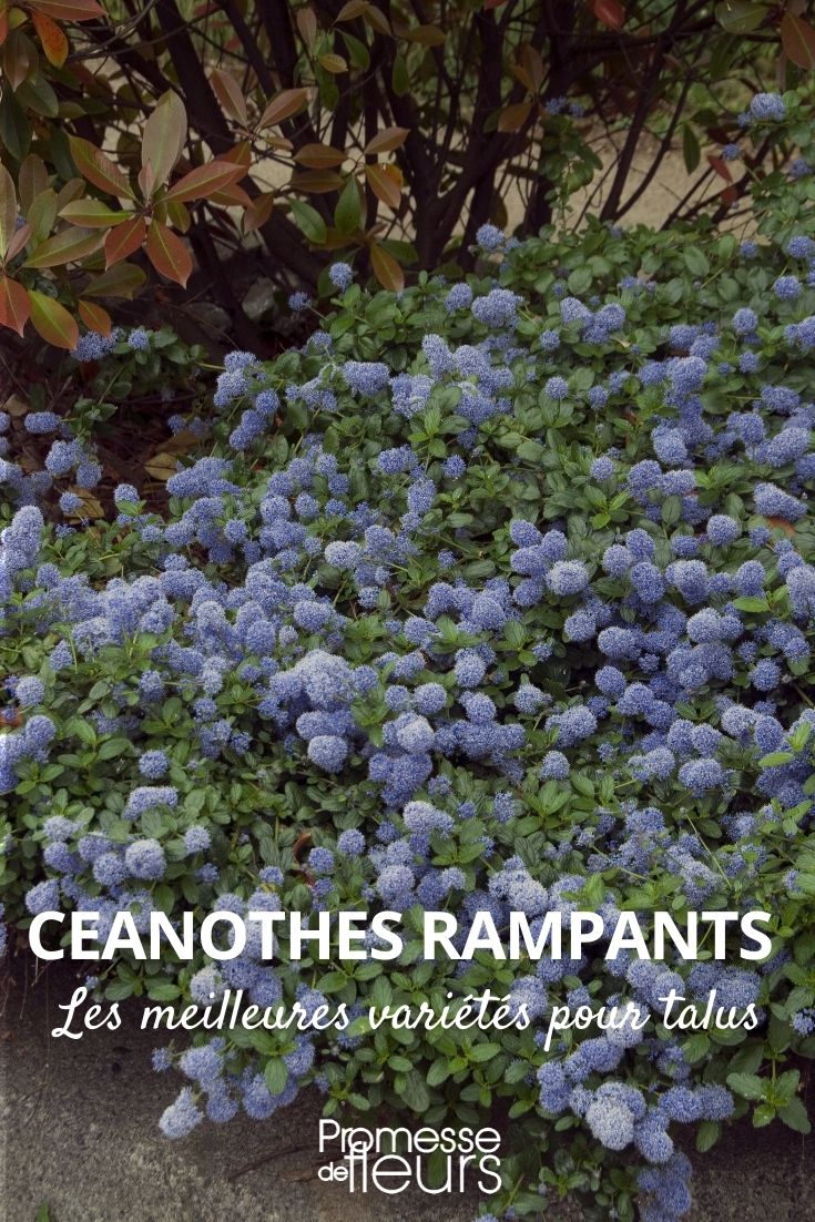Oenothera rampant pour talus