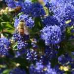 Immergrüne Säckelblume: Beste Sorten für den Garten