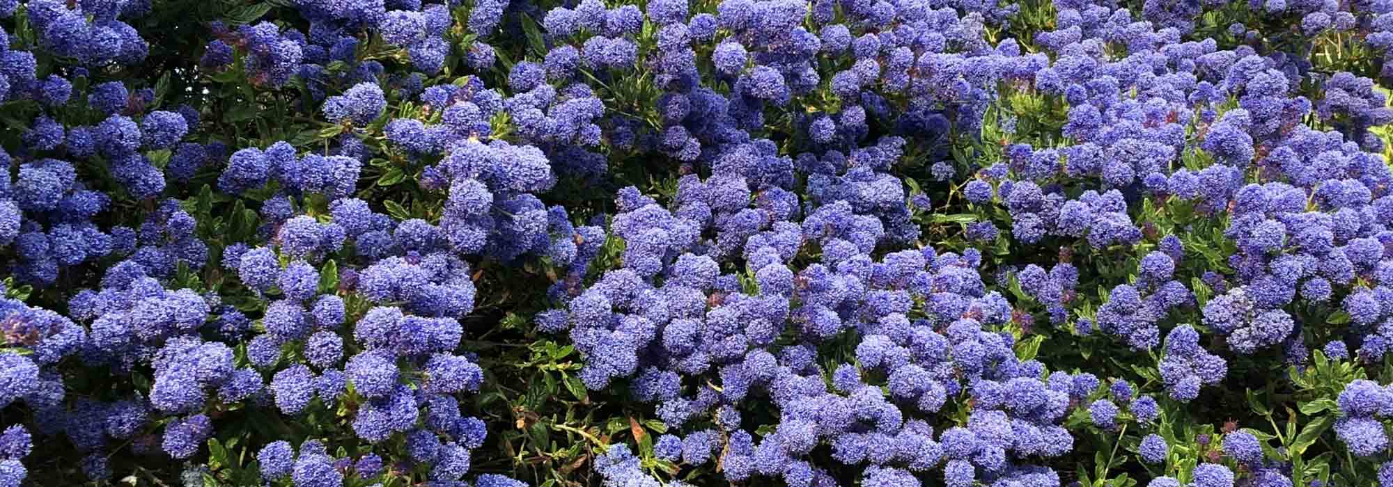 Krankheiten und Parasiten der Säckelblume