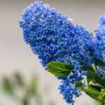 Blaue Säckelblume: schönste Sorten