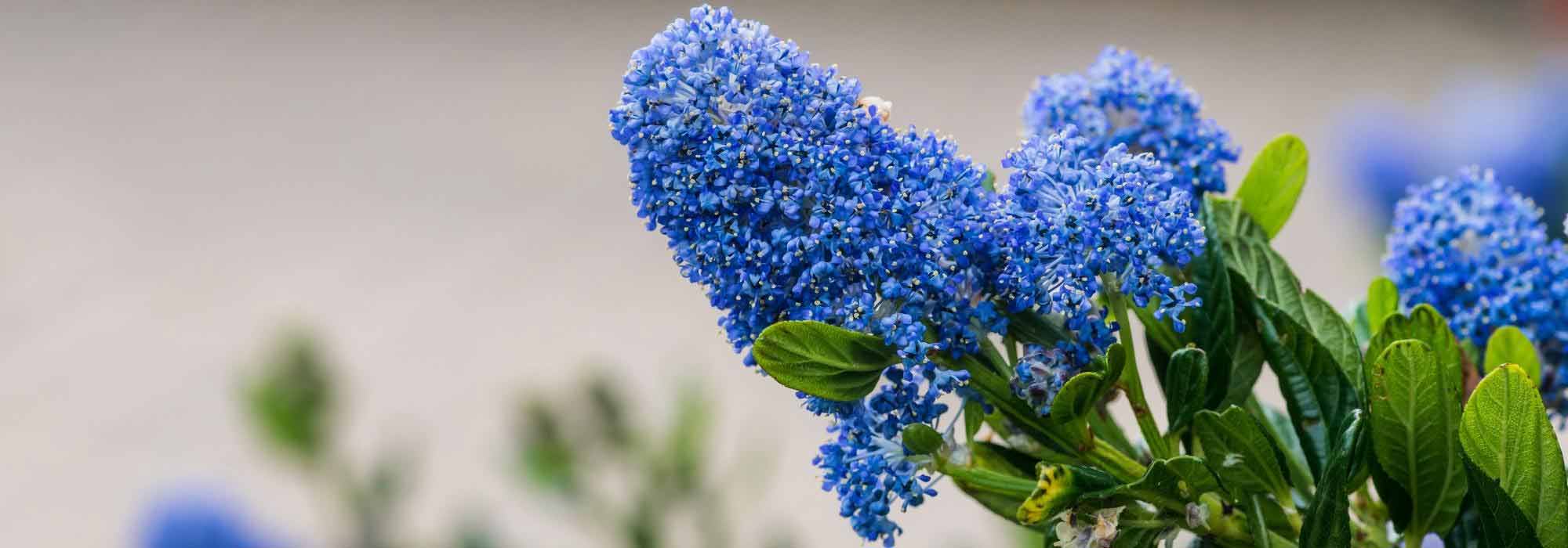 Blaue Säckelblume: schönste Sorten