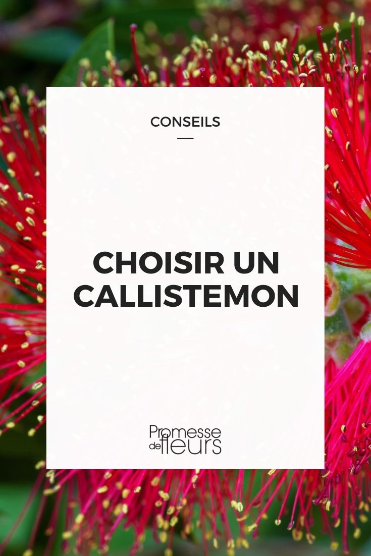 Callistemon auswählen