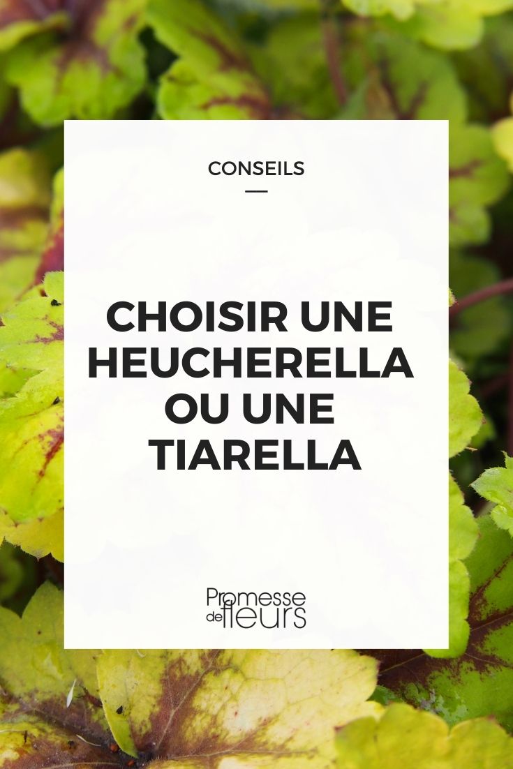 Heucherella oder Tiarella auswählen
