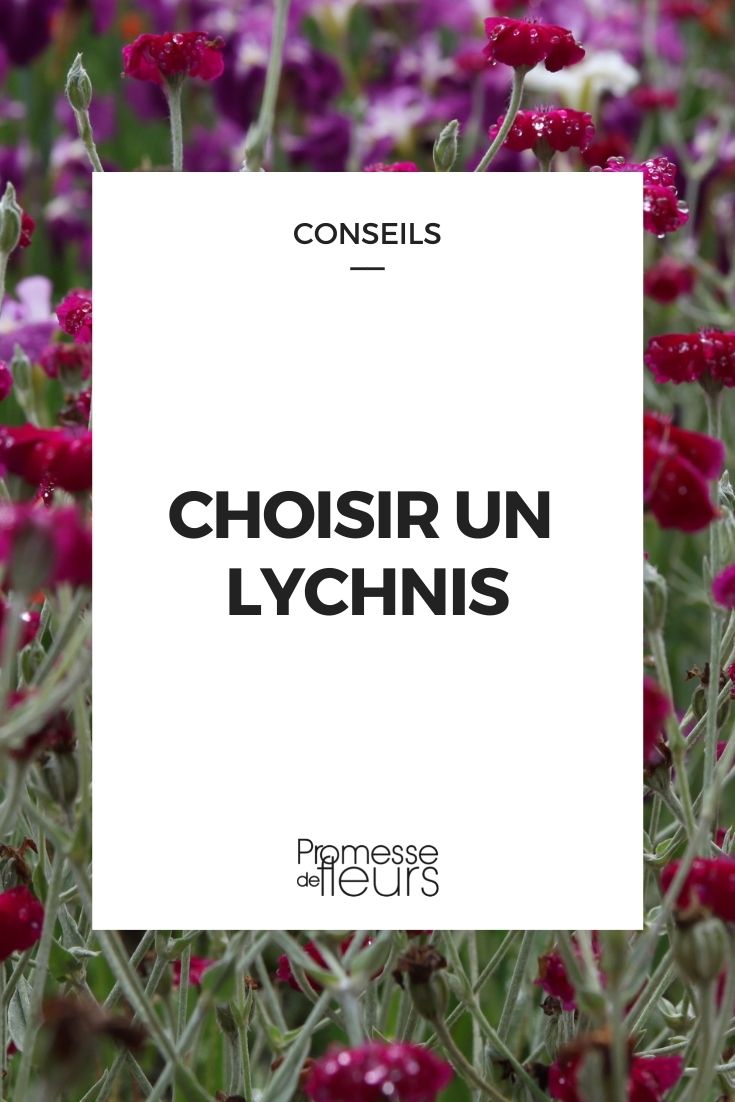 Lychnis auswählen