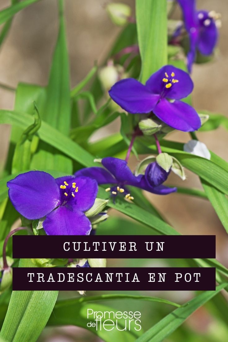 Tradescantia im Topf kultivieren
