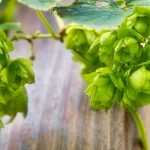 Hopfen anbauen?