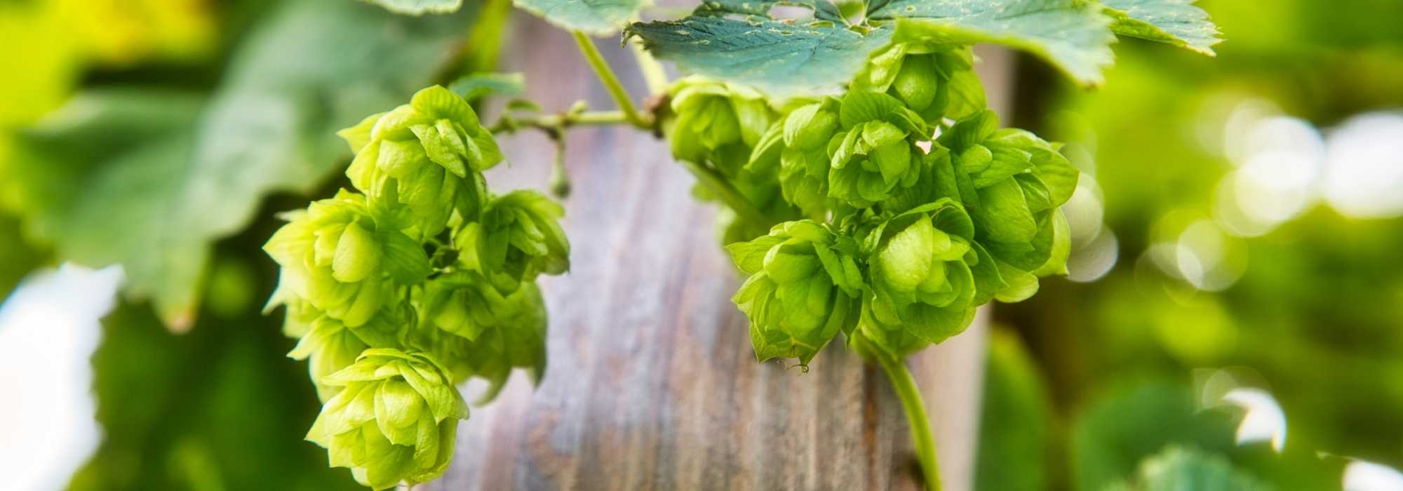 Hopfen anbauen?