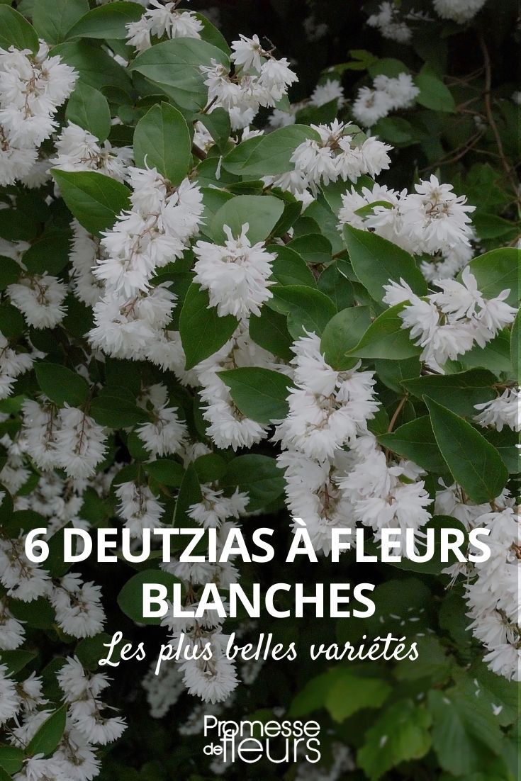 Deutzia weiß