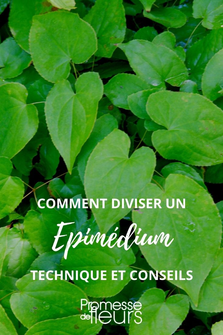 teilen Epimedium