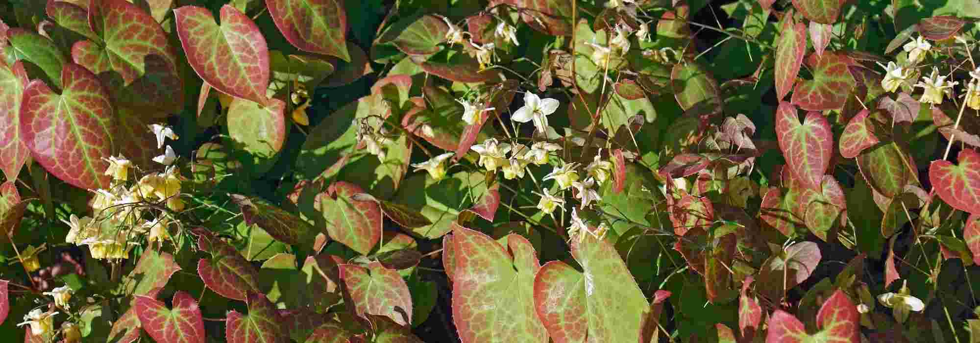 7 immergrüne Elfenblumen