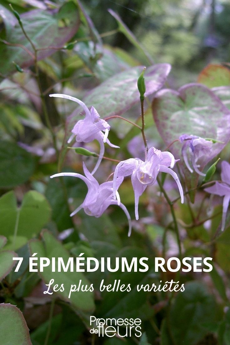 Epimedium rose