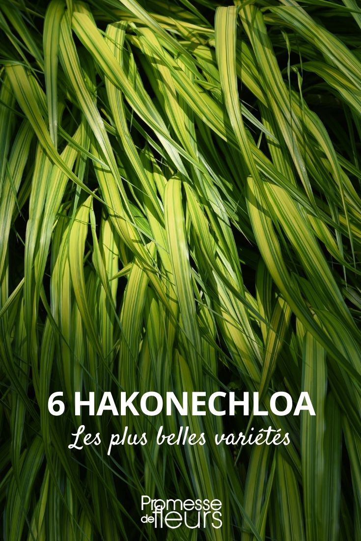 Die schönsten Sorten von Hakonechloa