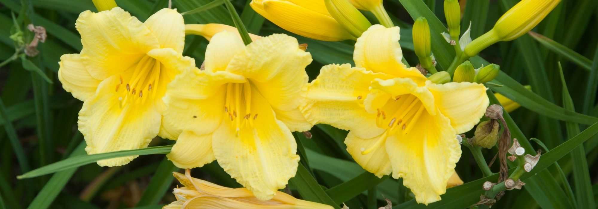 7 Taglilien mit gelben Blüten