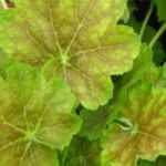 6 Purpurglöckchen mit goldenem Laub
