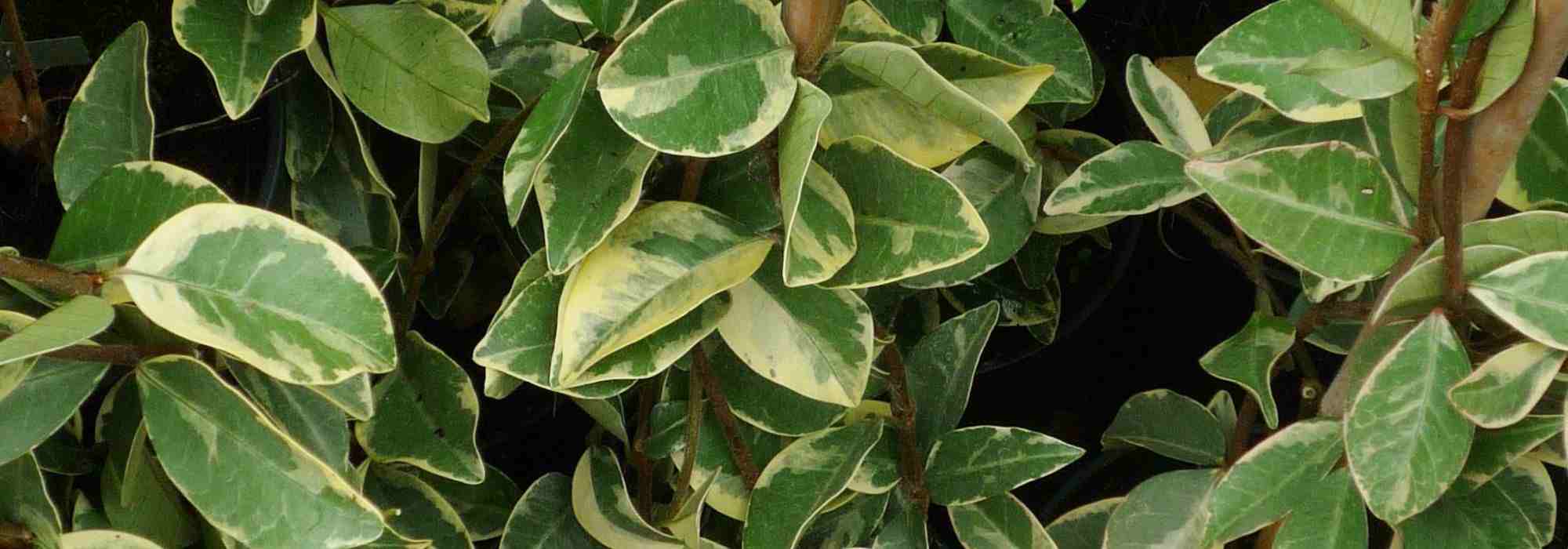 5 Jasmin mit dekorativem Laub