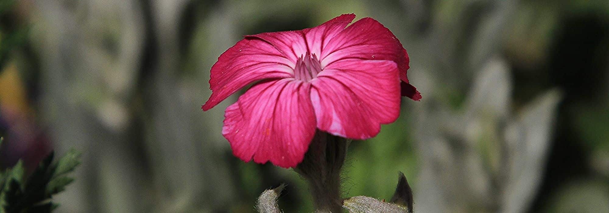 Lychnis kombinieren?