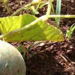 Melone: Krankheiten und Schädlinge