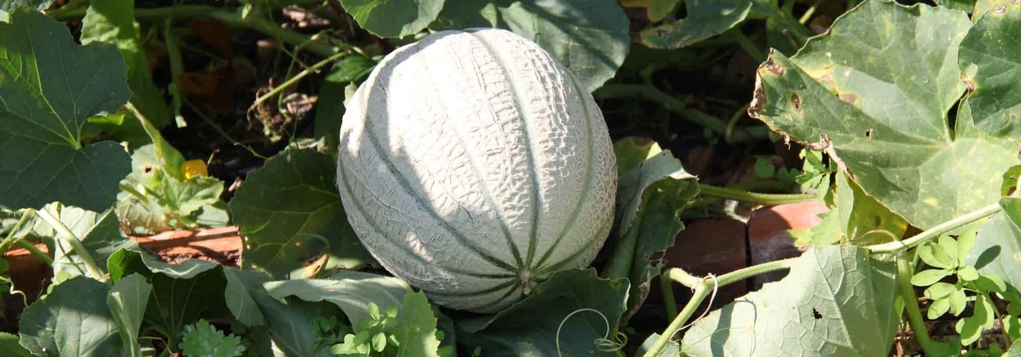 Melone auswählen?