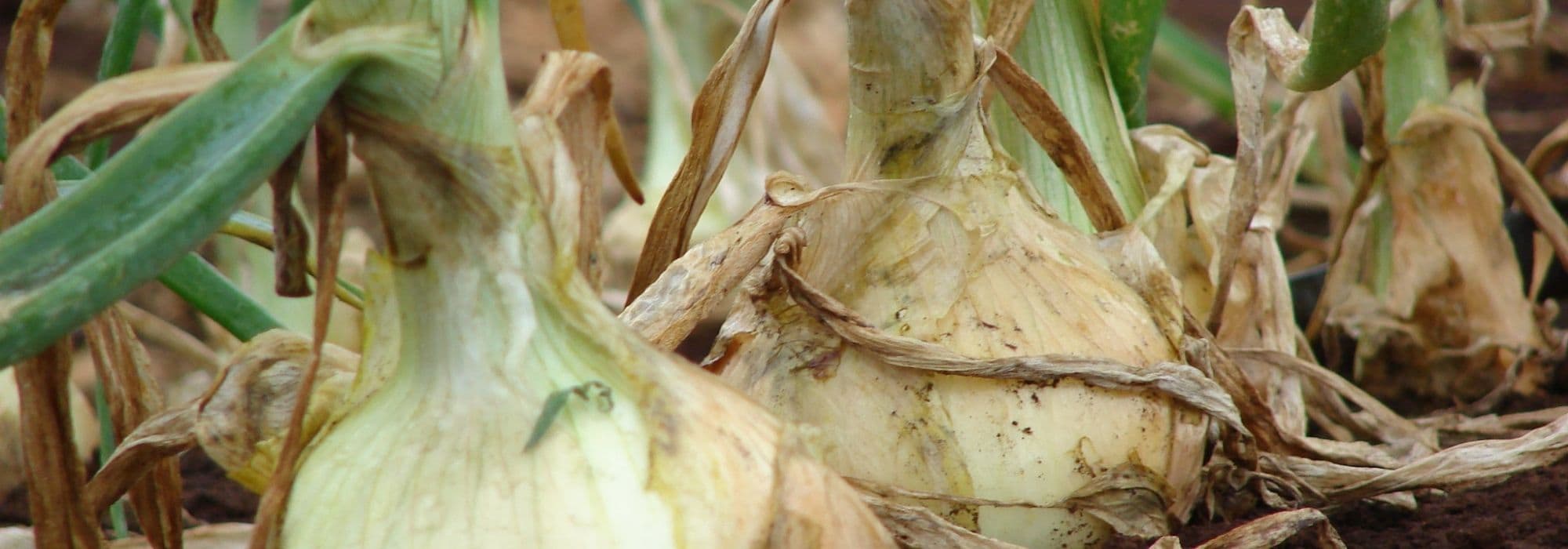 Krankheiten und Parasiten der Zwiebel