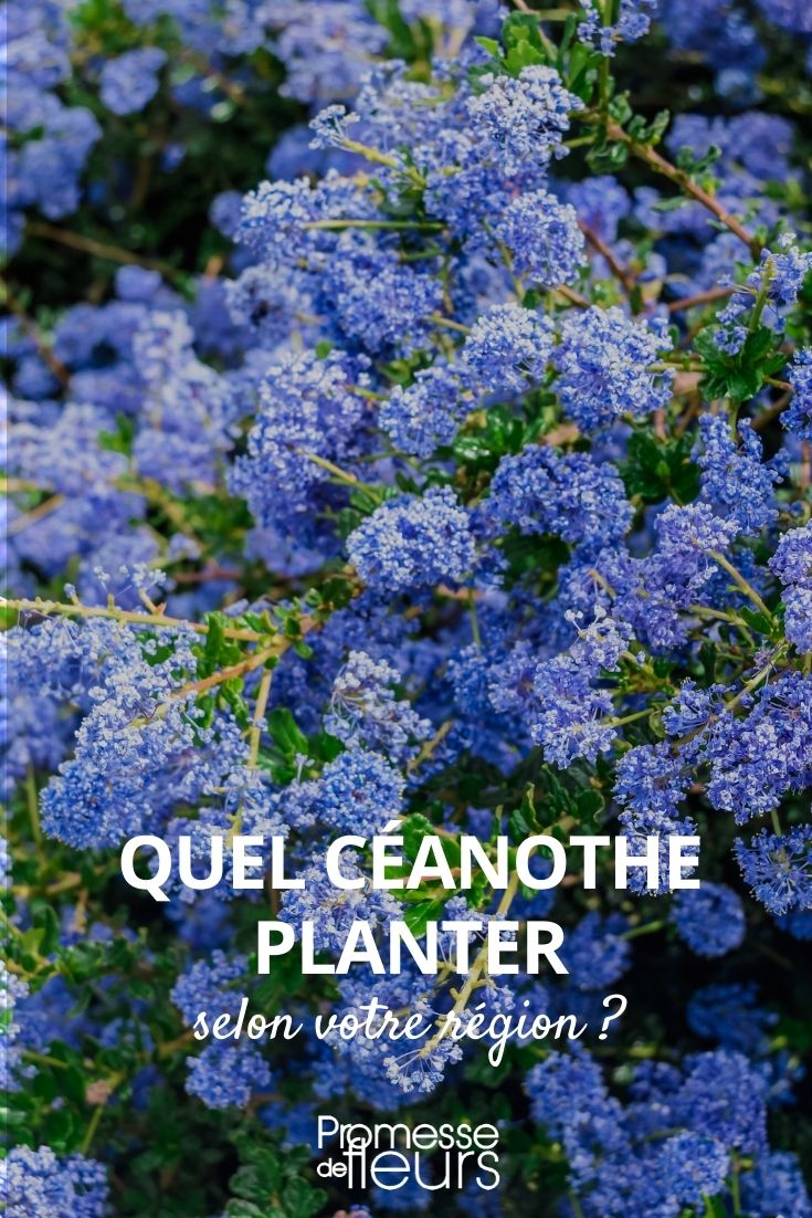 Welchen Ceanothus pflanzen?