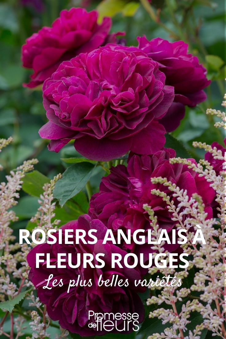 Englische Rose mit roten Blüten