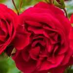 9 duftende rote Rosen куст 天天中彩票提款