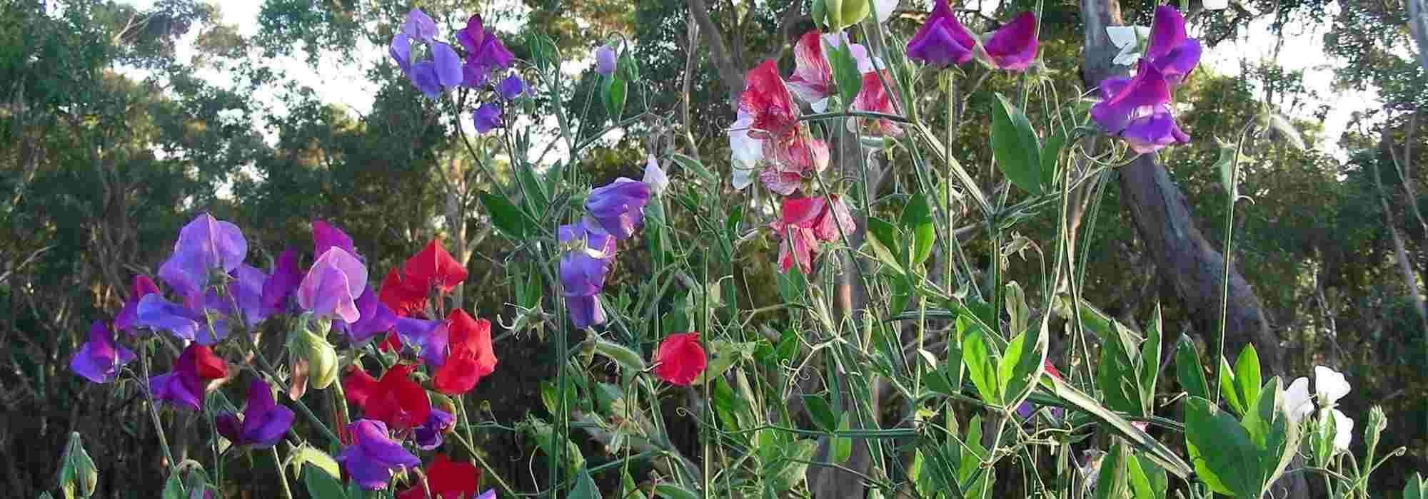 Gartenwicke: schönste Sorten