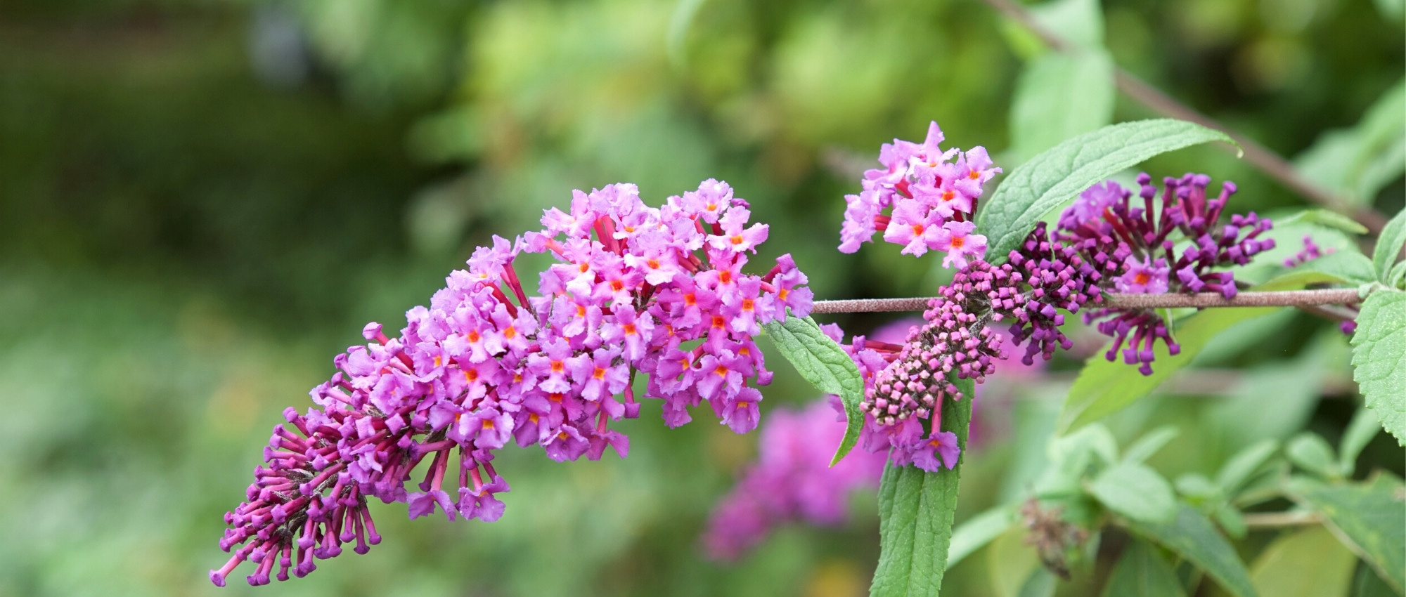 10 Sträucher mit langer Blüte