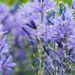 9 Frühlingszwiebeln mit blauen Blüten für den Garten